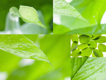 ֲ��G�~�Ĕz����DƬ