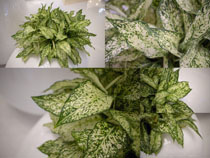 �Gֲֲ���~���Ĕz����DƬ